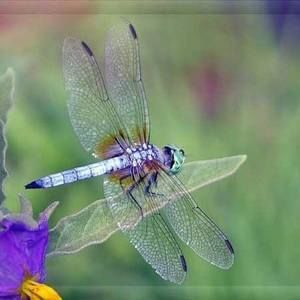 Meet your Posher, Sheri